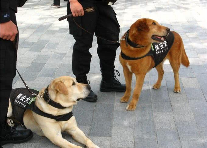 四种适合当警犬的狗:前两个霸气，第三个聪明，最后这个有点意外