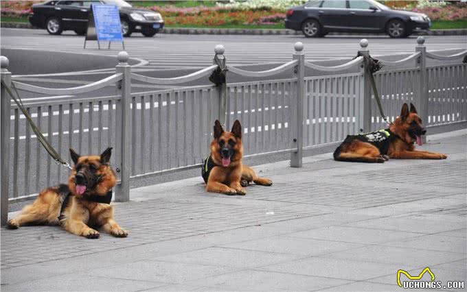 四种适合当警犬的狗:前两个霸气，第三个聪明，最后这个有点意外