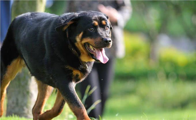 四种适合当警犬的狗:前两个霸气，第三个聪明，最后这个有点意外