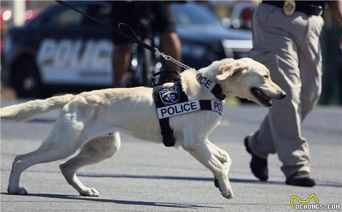 四种适合当警犬的狗:前两个霸气，第三个聪明，最后这个有点意外