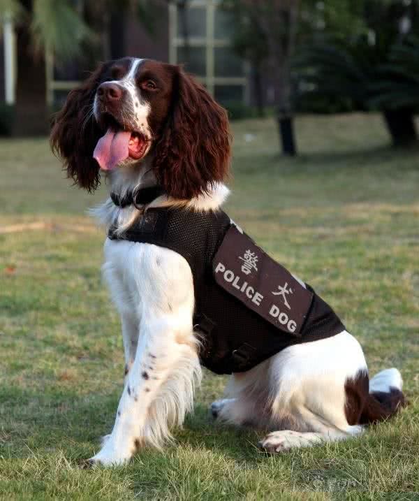四种适合当警犬的狗:前两个霸气，第三个聪明，最后这个有点意外