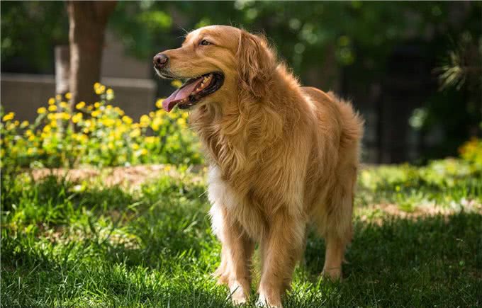 饲养金毛犬需要注意的5点，养好了就会变成天使!