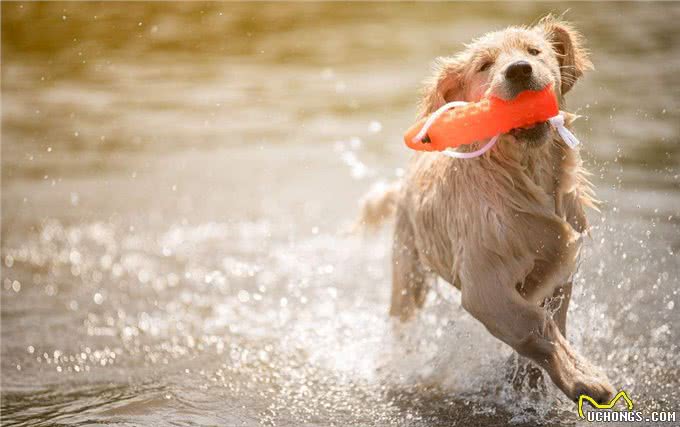 饲养金毛犬需要注意的5点，养好了就会变成天使!