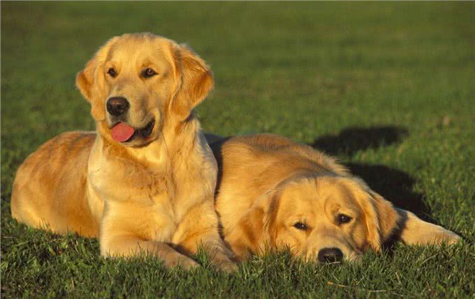 饲养金毛犬需要注意的5点，养好了就会变成天使!