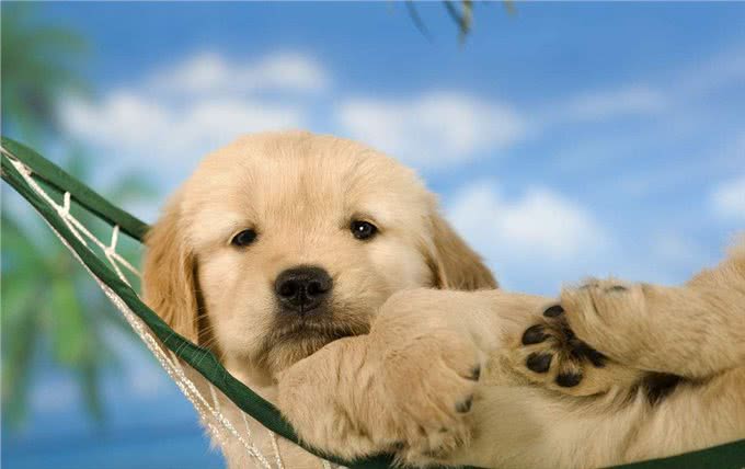 饲养金毛犬需要注意的5点，养好了就会变成天使!