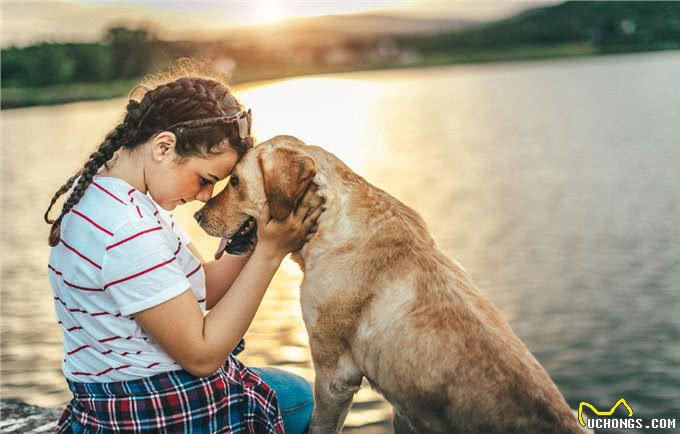 饲养金毛犬需要注意的5点，养好了就会变成天使!