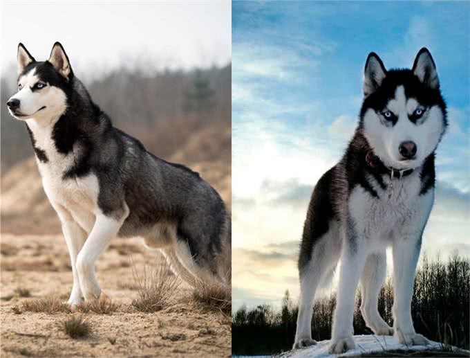 世界名犬—西伯利亚雪橇犬