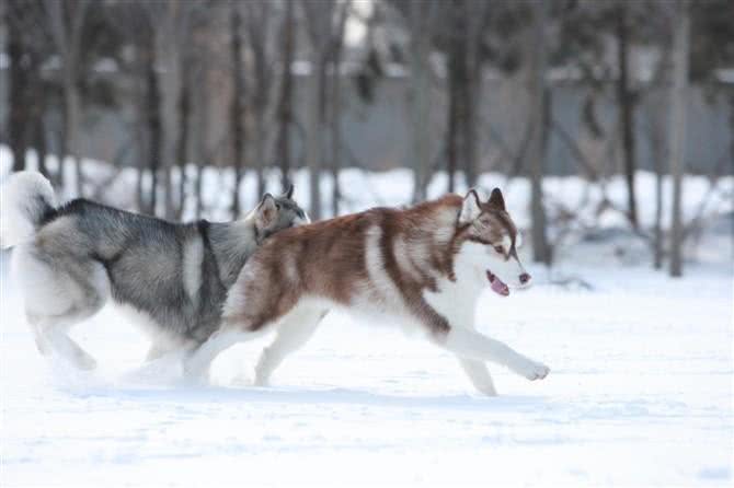 世界名犬—西伯利亚雪橇犬