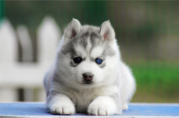世界名犬—西伯利亚雪橇犬