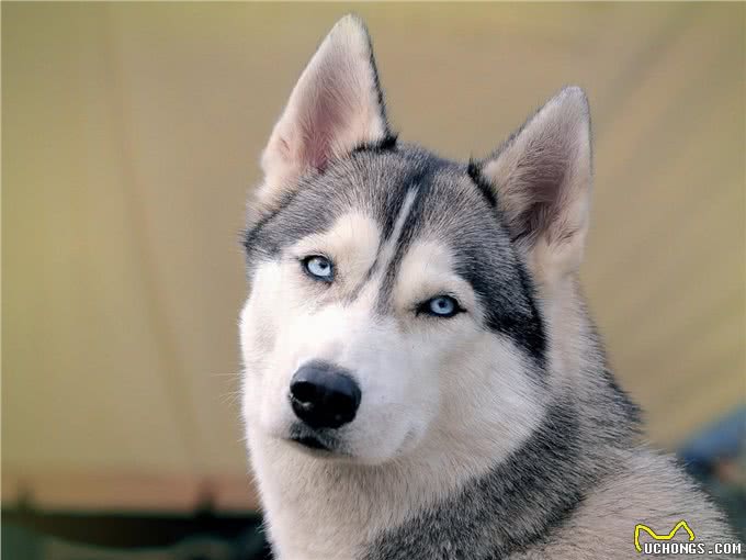 世界名犬—西伯利亚雪橇犬