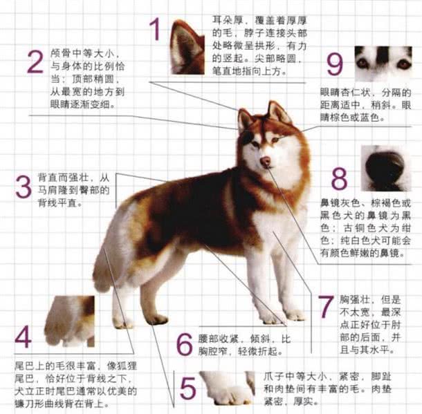 世界名犬—西伯利亚雪橇犬