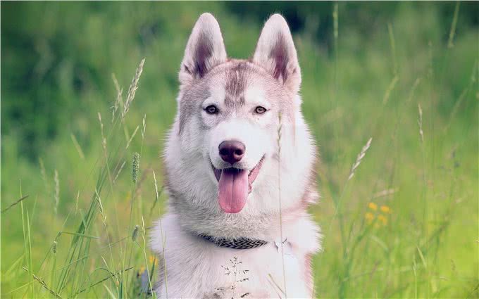 世界名犬—西伯利亚雪橇犬