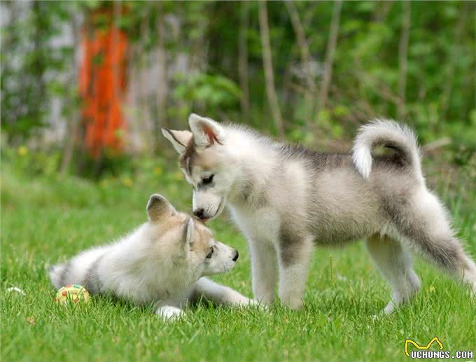 世界名犬—西伯利亚雪橇犬