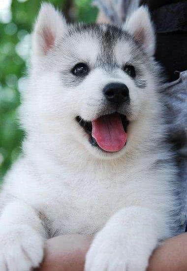 世界名犬—西伯利亚雪橇犬