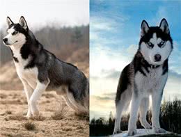 世界名犬—西伯利亚雪橇犬