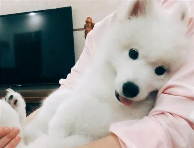 戈赞:狗狗感到孤独的几种表现