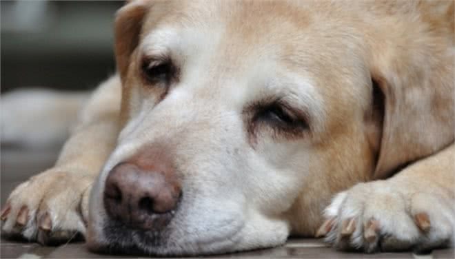 高龄犬的护理方法你知道吗