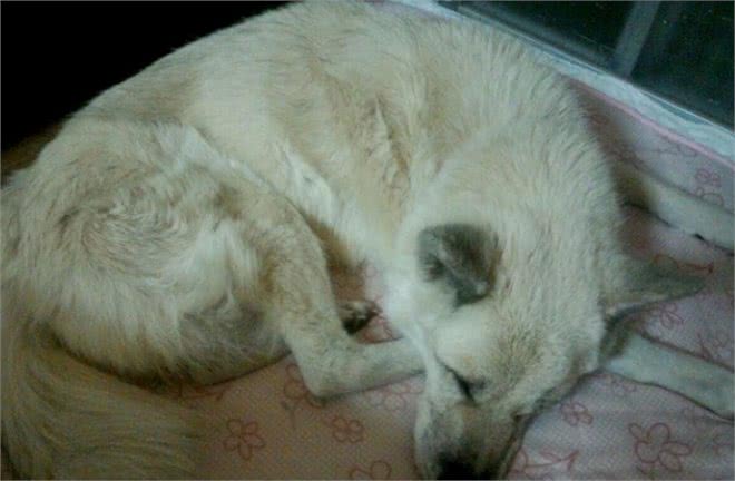 高龄犬的护理方法你知道吗