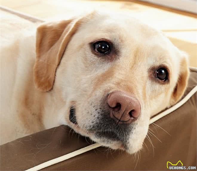 高龄犬的护理方法你知道吗