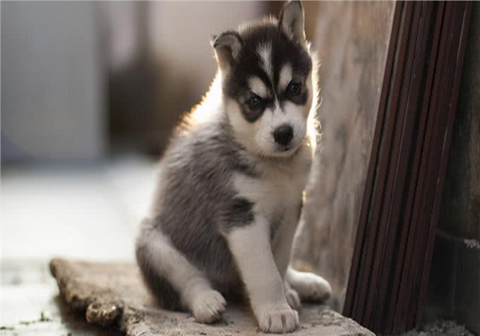 养宠经验:狗狗身上有寄生虫没?发现寄生虫应该怎么处理?