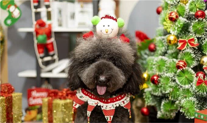 大泰迪犬多少钱一只?泰迪犬的价格是多少?