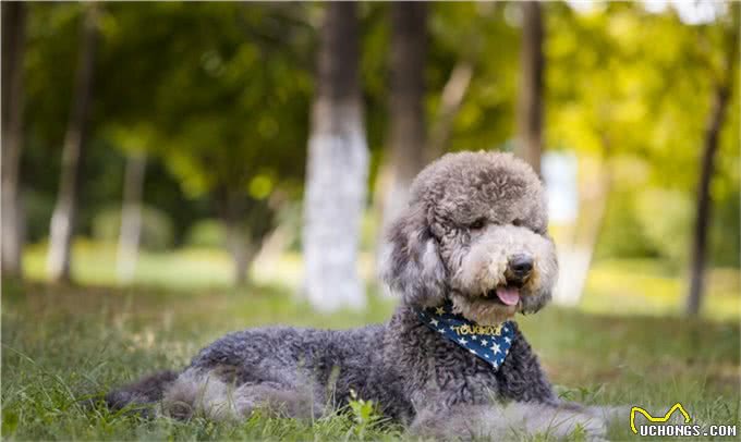 大泰迪犬多少钱一只?泰迪犬的价格是多少?