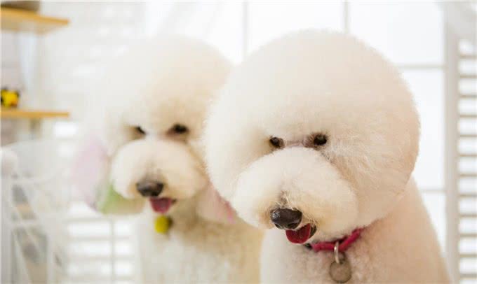 大泰迪犬多少钱一只?泰迪犬的价格是多少?