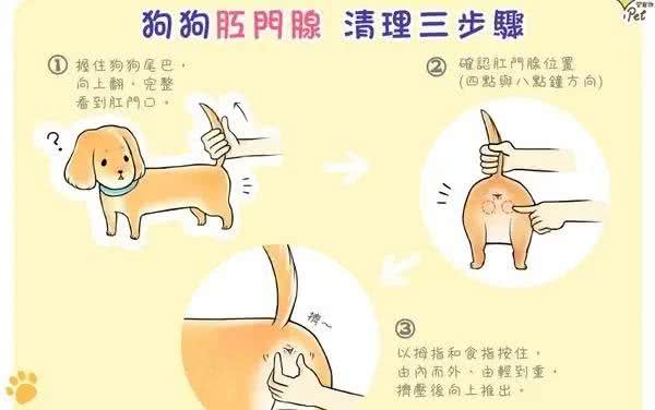 超实用!狗狗体检自己做，八步了解汪星人健康状况