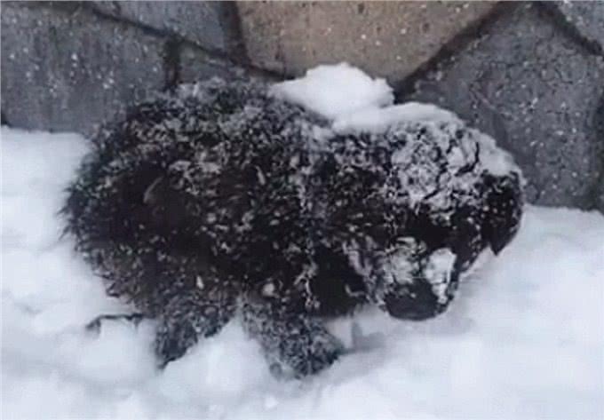 冰天雪地里发现1只小狗，被冻得瑟瑟发抖，却始终不愿意离开这里