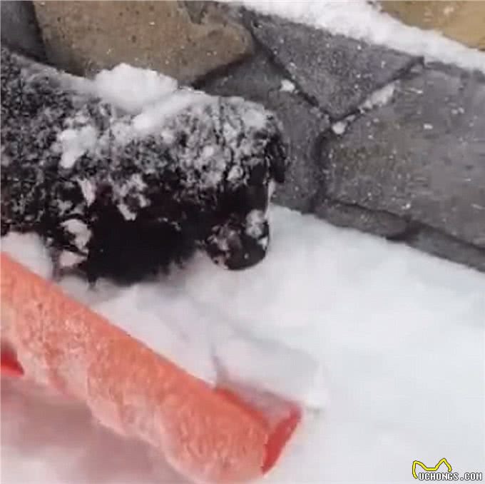 冰天雪地里发现1只小狗，被冻得瑟瑟发抖，却始终不愿意离开这里