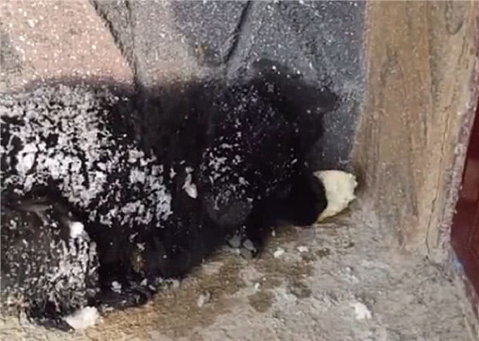 冰天雪地里发现1只小狗，被冻得瑟瑟发抖，却始终不愿意离开这里