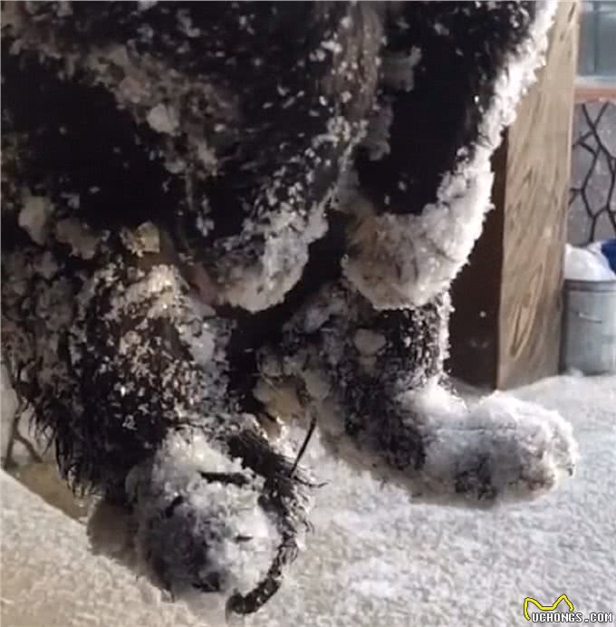 冰天雪地里发现1只小狗，被冻得瑟瑟发抖，却始终不愿意离开这里