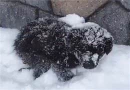冰天雪地里发现1只小狗，被冻得瑟瑟发抖，却始终不愿意离开这里
