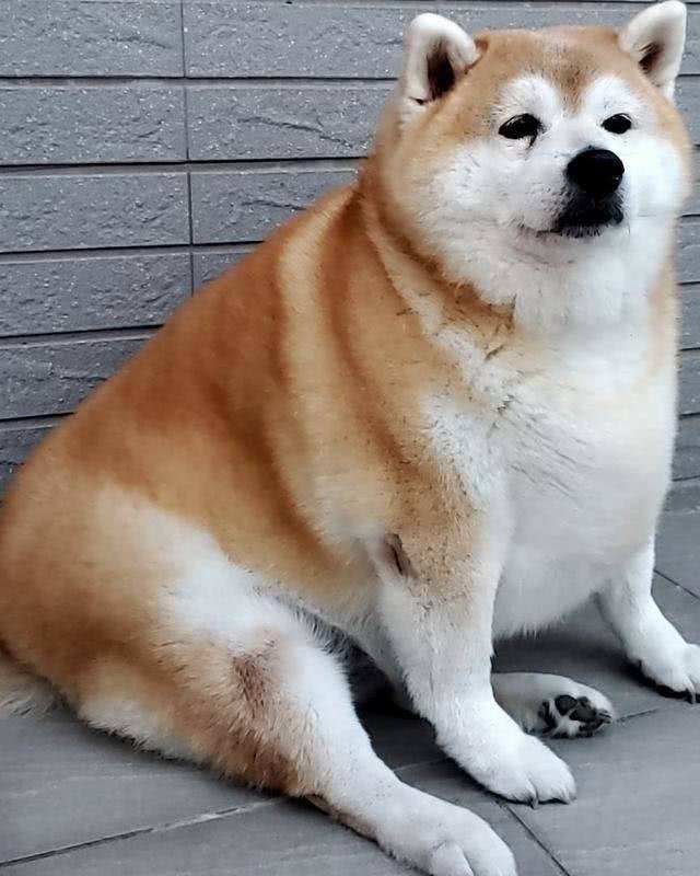 要给狗狗绝育吗?看完利弊之后再决定