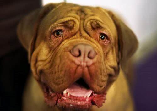 世界名犬—波尔多犬