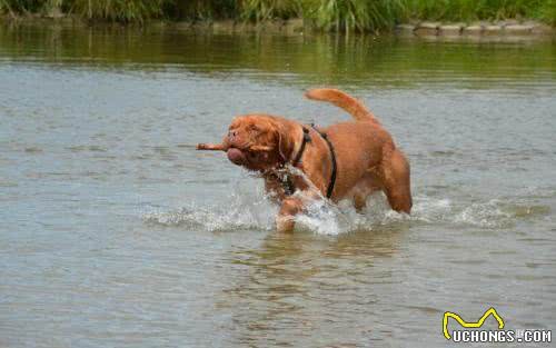 世界名犬—波尔多犬