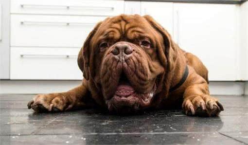 世界名犬—波尔多犬