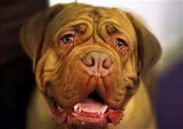 世界名犬—波尔多犬