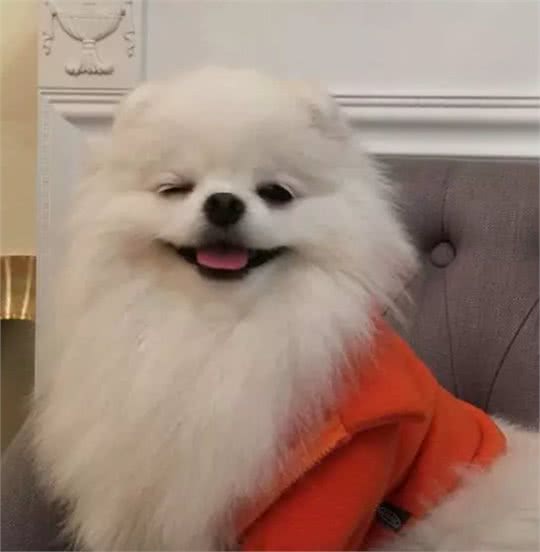 养一只最甜微笑系博美的体验，路人看了想组团偷狗