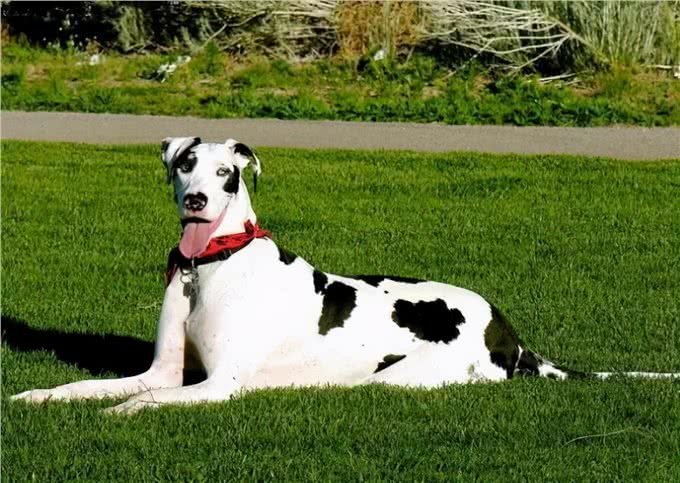 养一只大型犬，是一种什么体验?