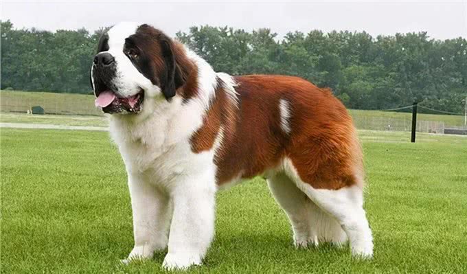 养一只大型犬，是一种什么体验?