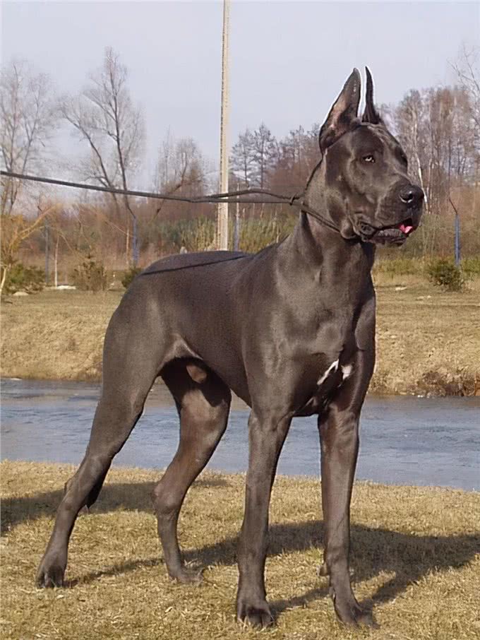 养一只大型犬，是一种什么体验?