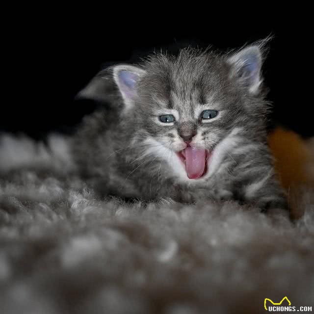 宠物猫系列之西伯利亚猫