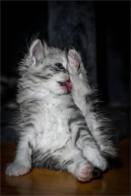 宠物猫系列之西伯利亚猫