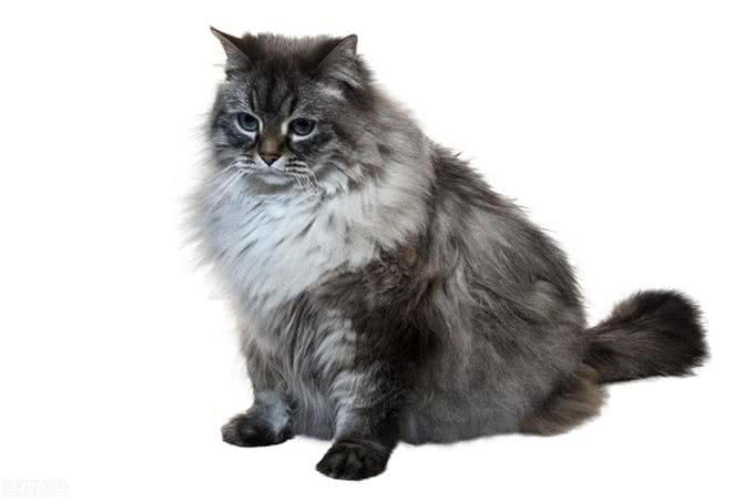 宠物猫系列之西伯利亚猫