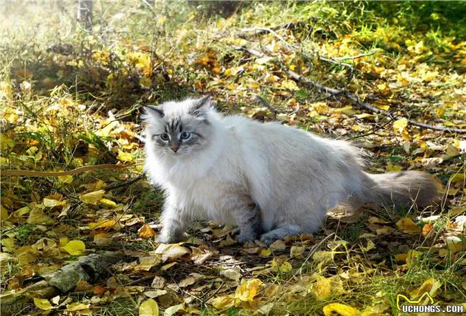 宠物猫系列之西伯利亚猫