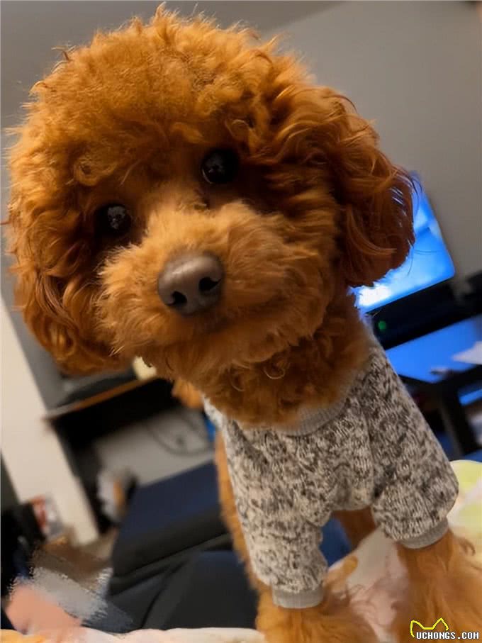 小狗知道学主人肯定不会错的，谁能拒绝这么可爱的小狗狗