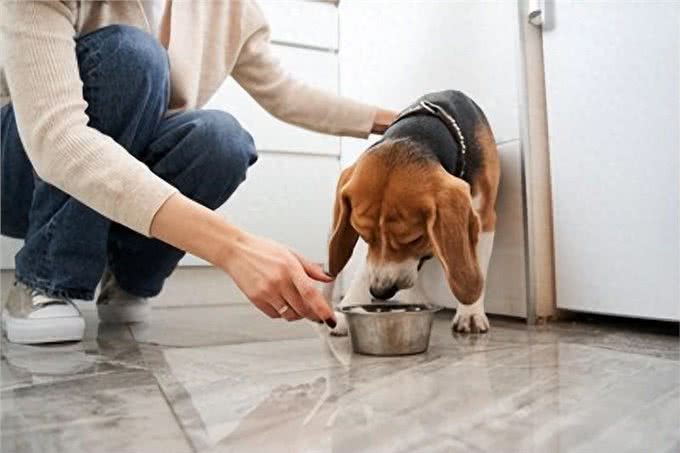 揭秘6大吃货犬种!你的爱犬上榜了吗?