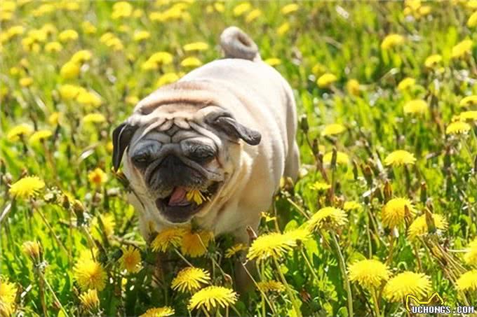 揭秘6大吃货犬种!你的爱犬上榜了吗?