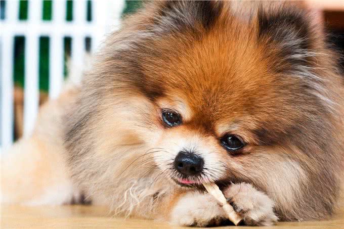揭秘6大吃货犬种!你的爱犬上榜了吗?